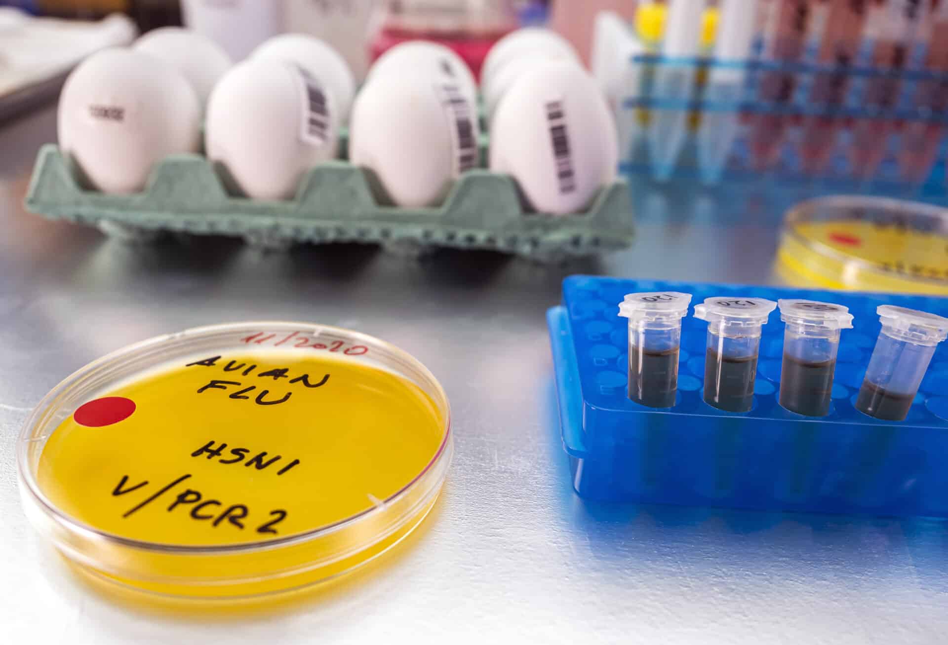 Bird Flu Virus in Canadian Teen Shows Mutations That Could Help It Spread Among Humans