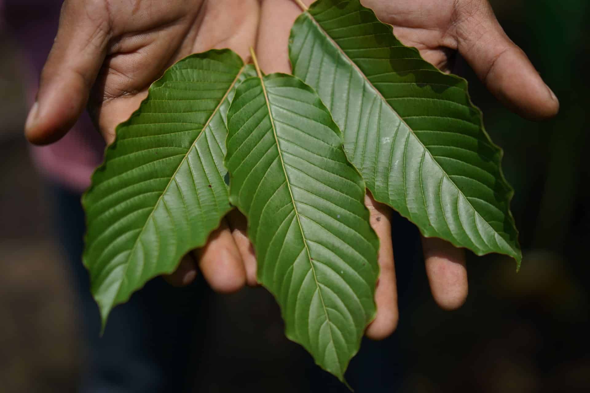 kratom use